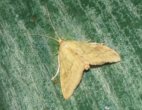 Ostrinia nubilalis? Si